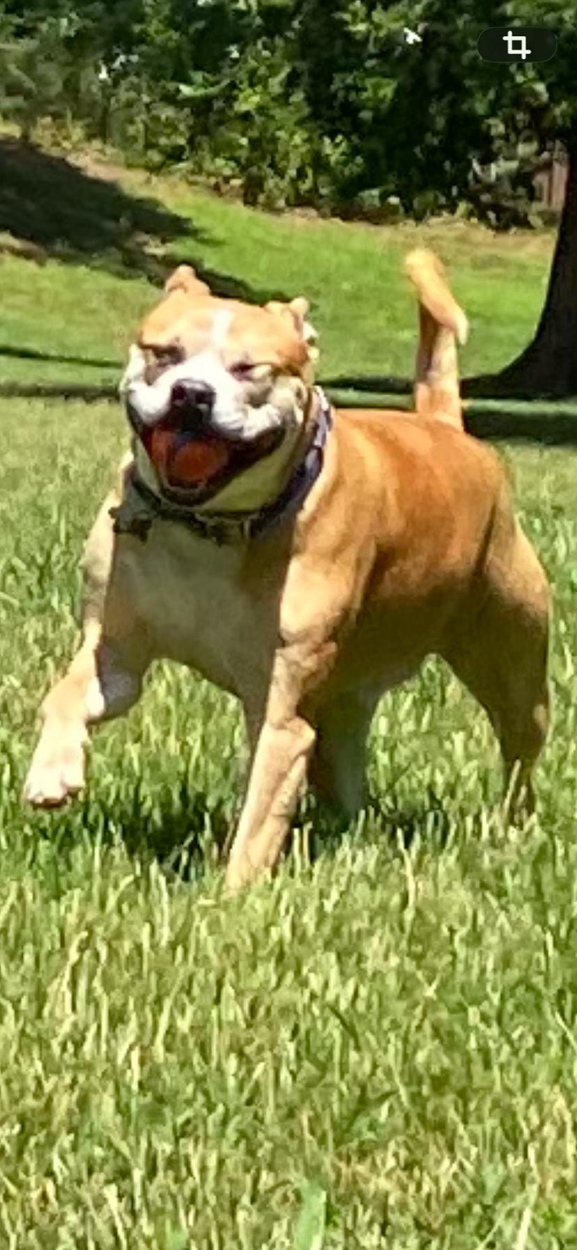 Chuck, a tan and white dog running happily through grass